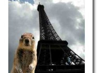 Travel Squirrel in Paris